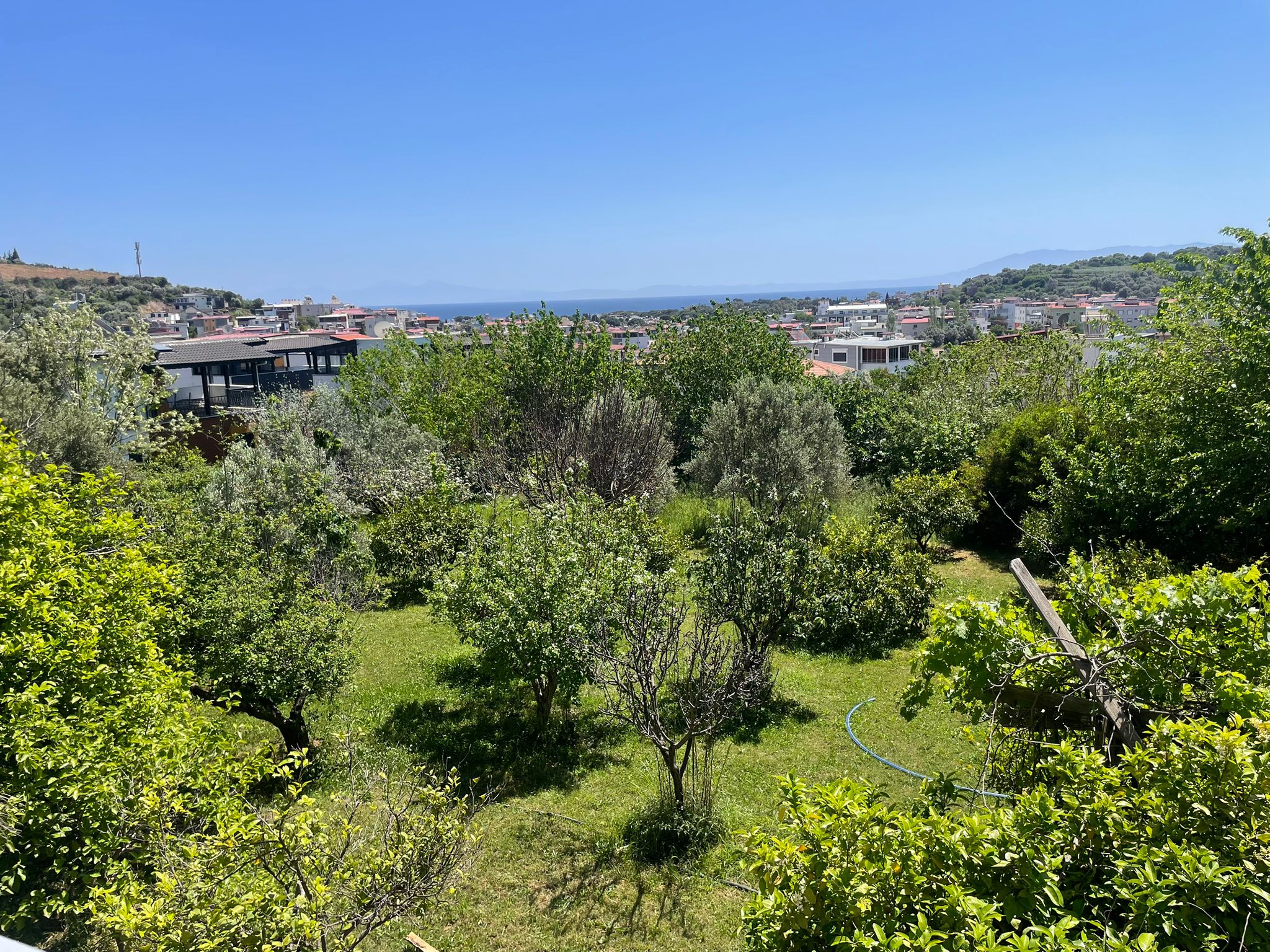 Zeytinlik bahçeden Ege deniz manzarası