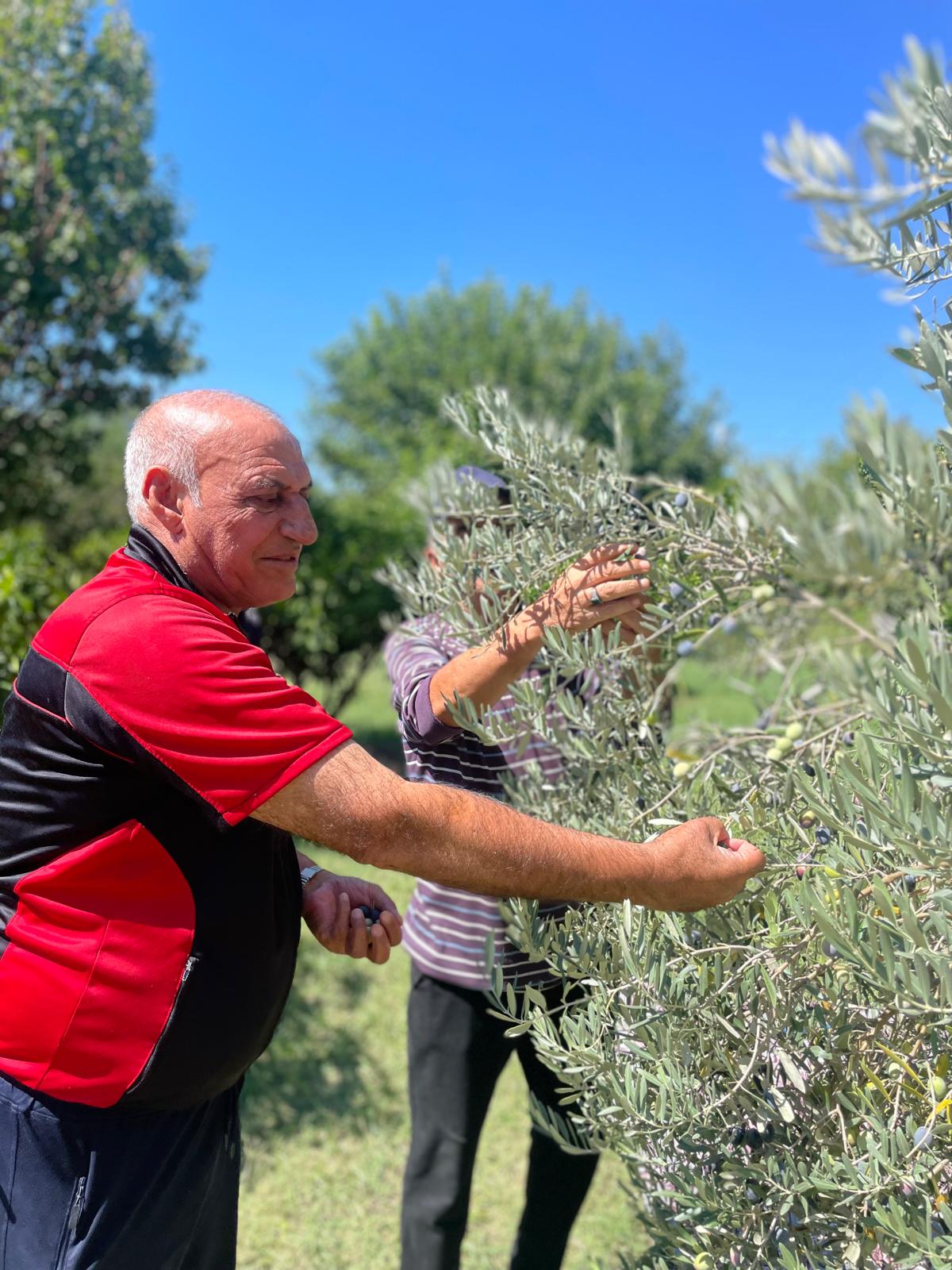 Bahçede zeytin hasadı